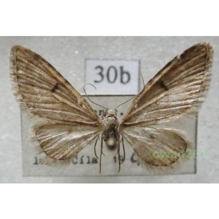 Eupithecia indigata (Hübner, 1813) Czech30b